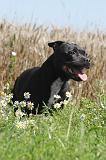 STAFFIE 021